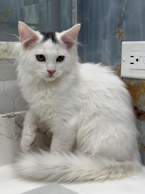 Mix Ragdoll & Turkish Van photo 9