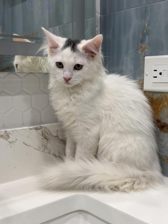 Mix Ragdoll & Turkish Van photo 6