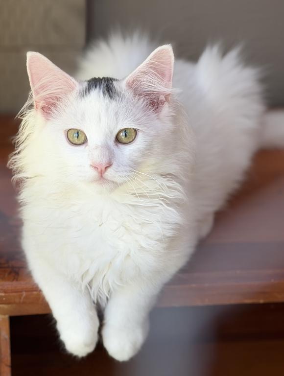 Mix Ragdoll & Turkish Van photo 3