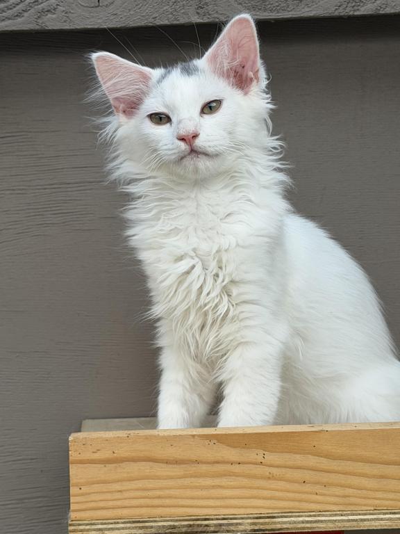Mix Ragdoll & Turkish Van photo 13