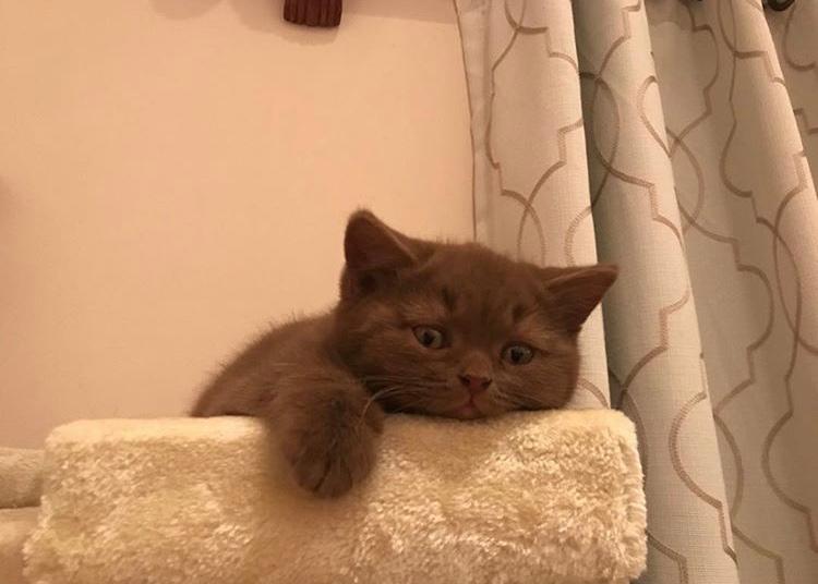 British Shorthair Cinnamon photo 1