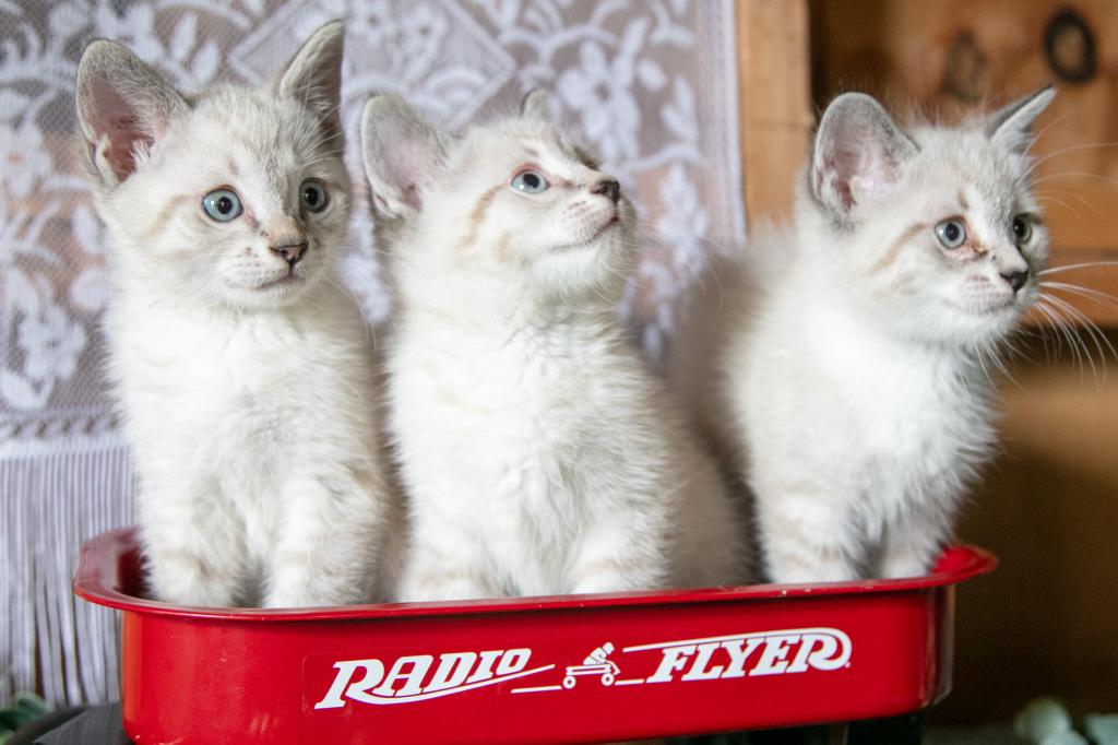 Ragdoll Siamese Mix photo 1