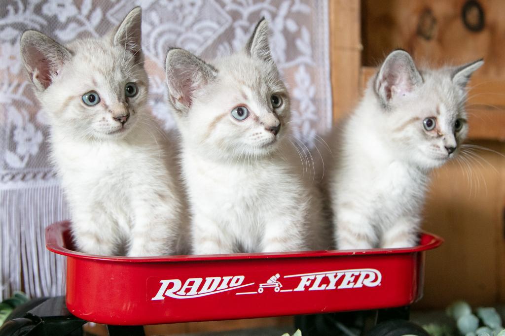Ragdoll Siamese Mix photo 2