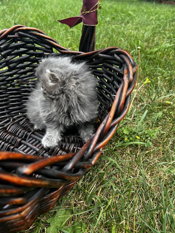 Silver Tabby photo 4