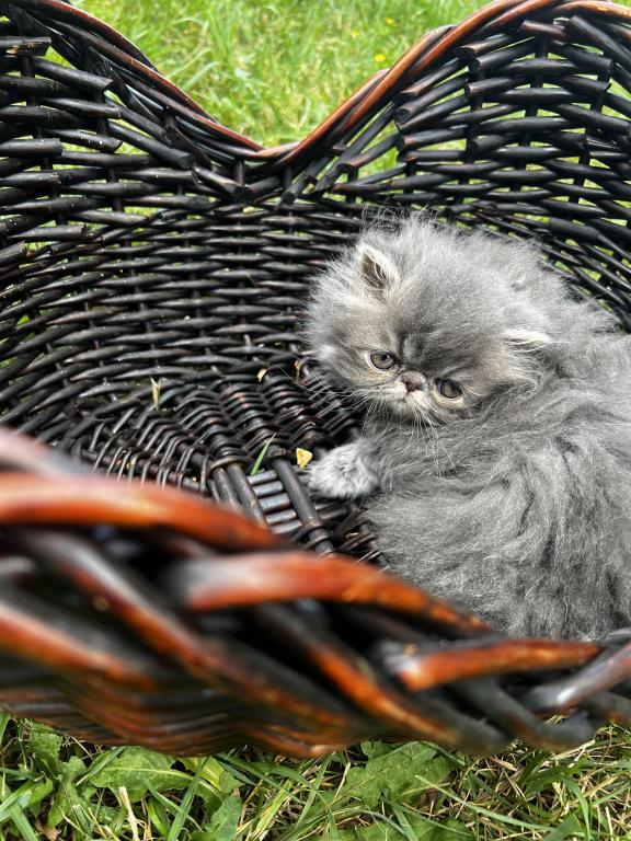 Silver Tabby photo 1