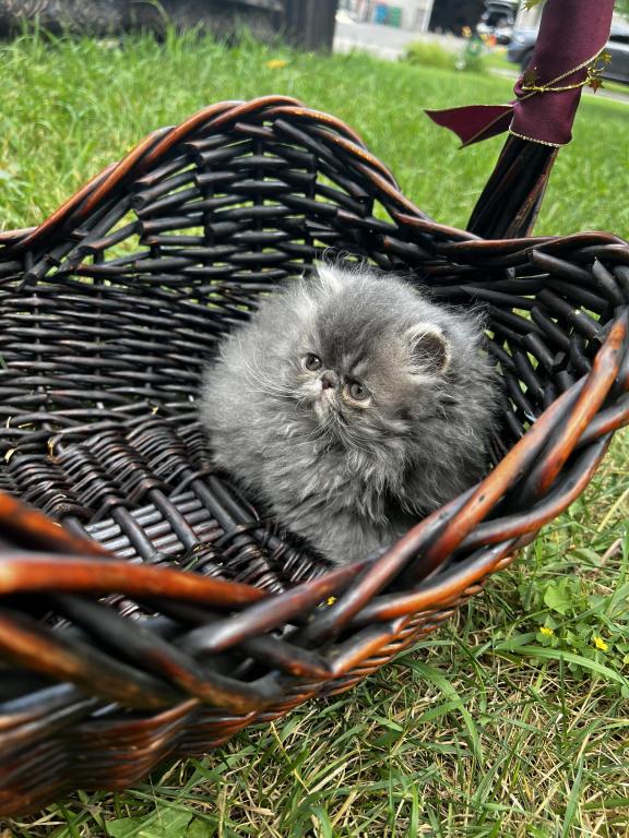 Silver Tabby photo 2