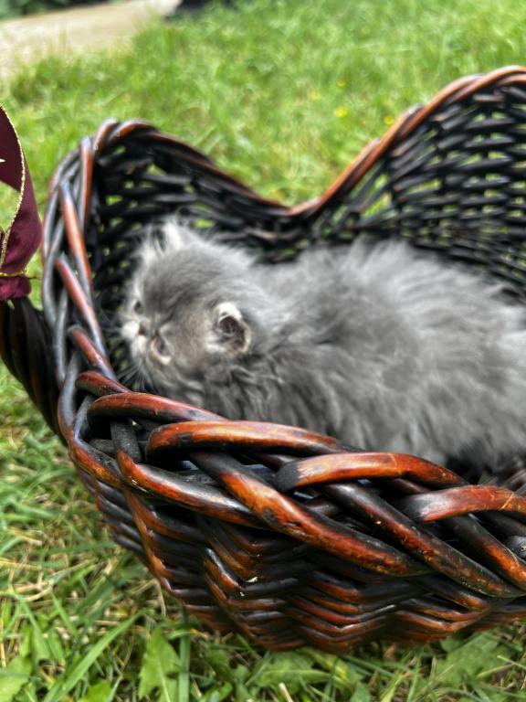 Silver Tabby photo 3