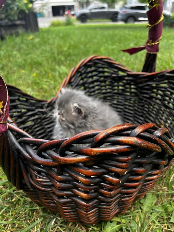 Silver Tabby photo 8