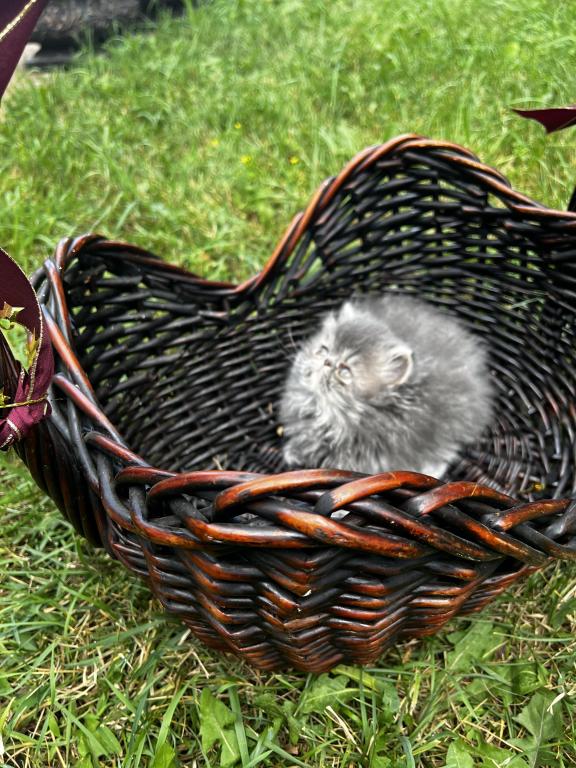 Silver Tabby photo 6