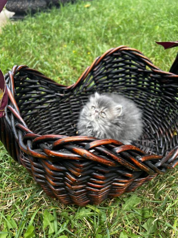 Silver Tabby photo 7