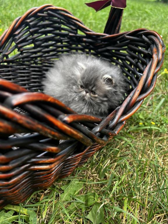 Silver Tabby photo 5