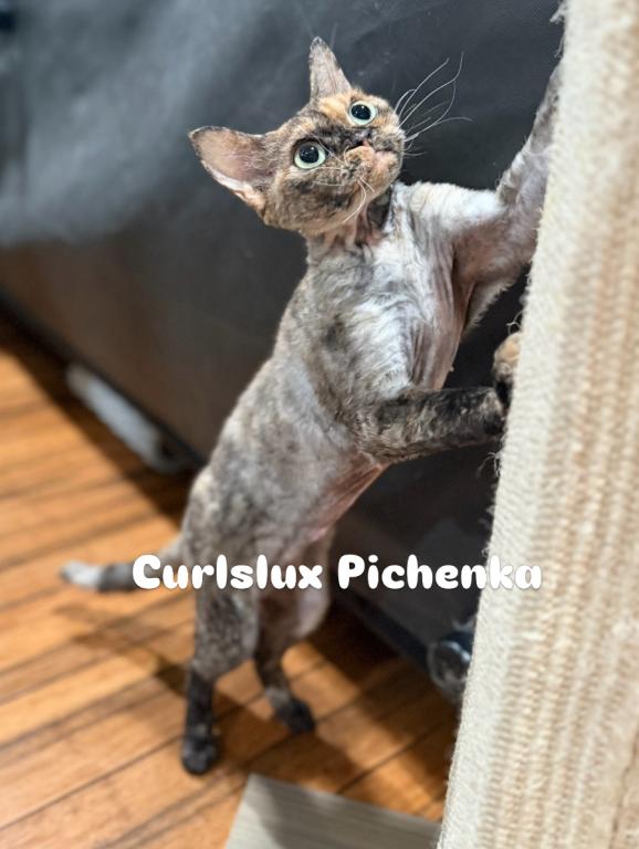 Pichenka photo 1