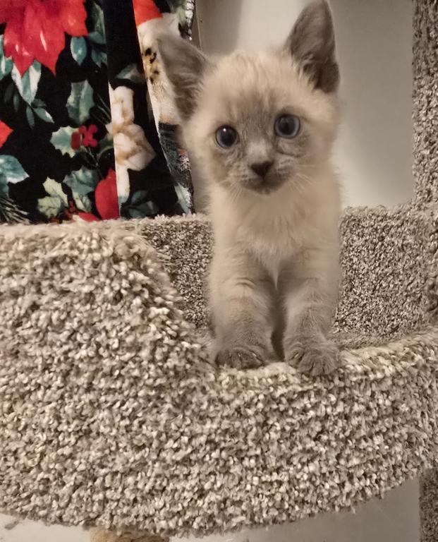 Siamese Kittens Ready Now photo 4