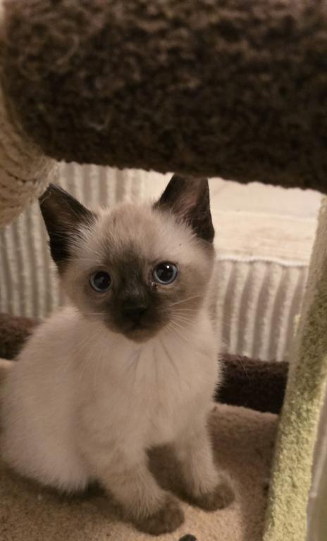 Siamese Kittens Ready Now photo 1