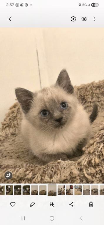 Siamese Kittens Ready Now photo 6