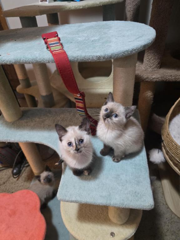 Siamese Kittens Ready Now photo 8
