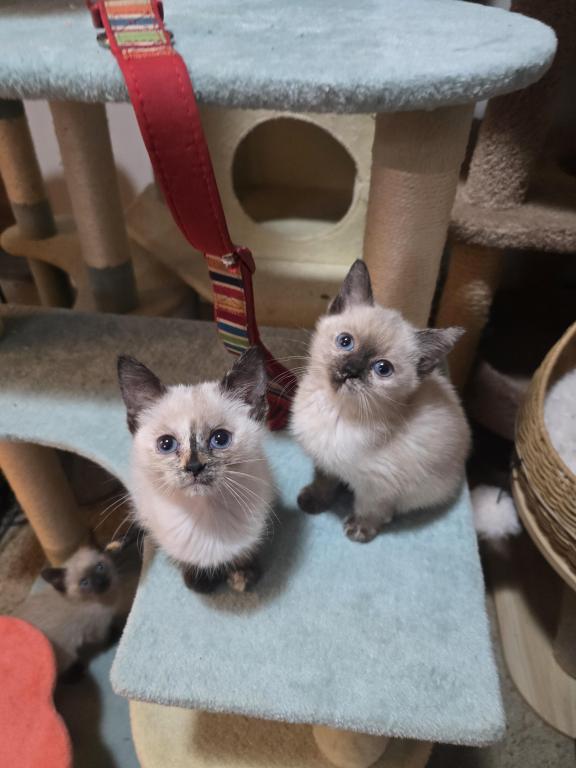 Siamese Kittens Ready Now photo 7