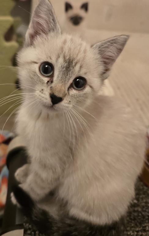 Siamese Kittens Ready Now photo 5