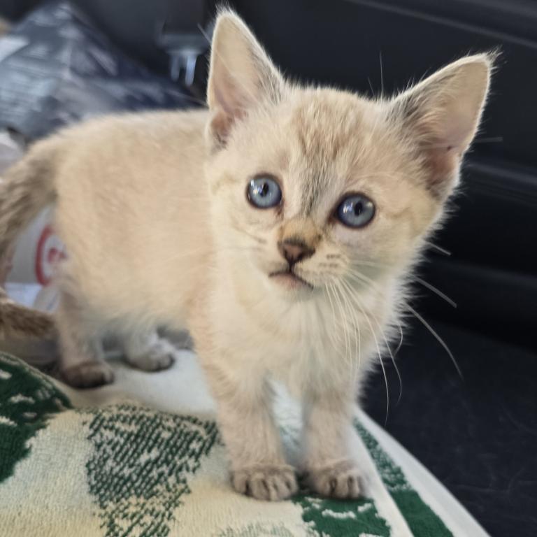 Siamese Kittens Ready Now photo 3