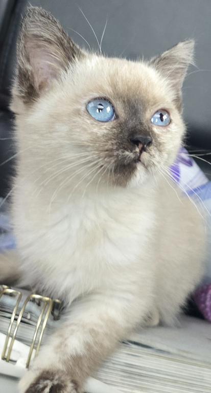 Siamese Kittens Ready Now photo 2