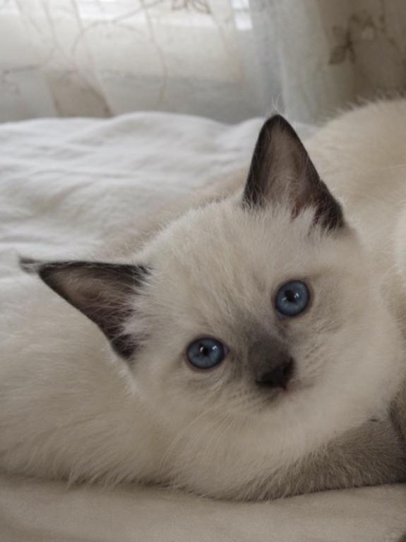 Kitten 1 Siamese photo 1