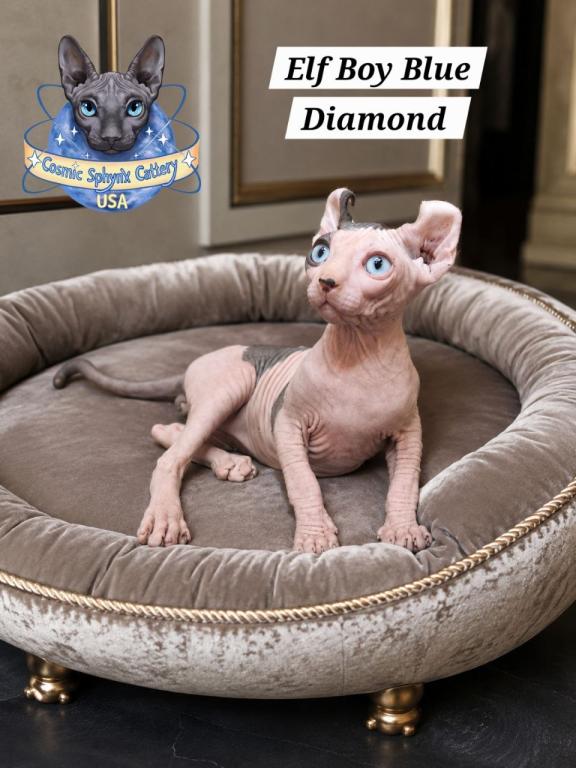 Sphynx Elf Male  TICA Breeding Rights photo 4