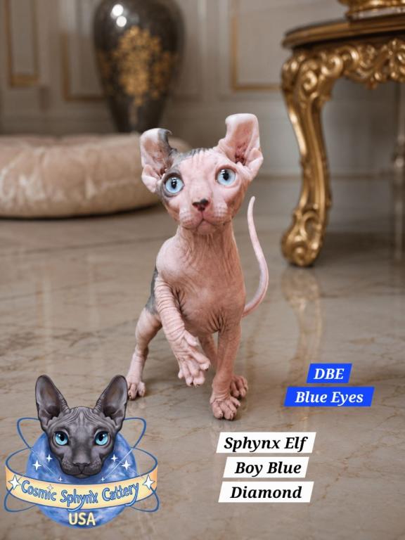 Sphynx Elf Male  TICA Breeding Rights photo 5