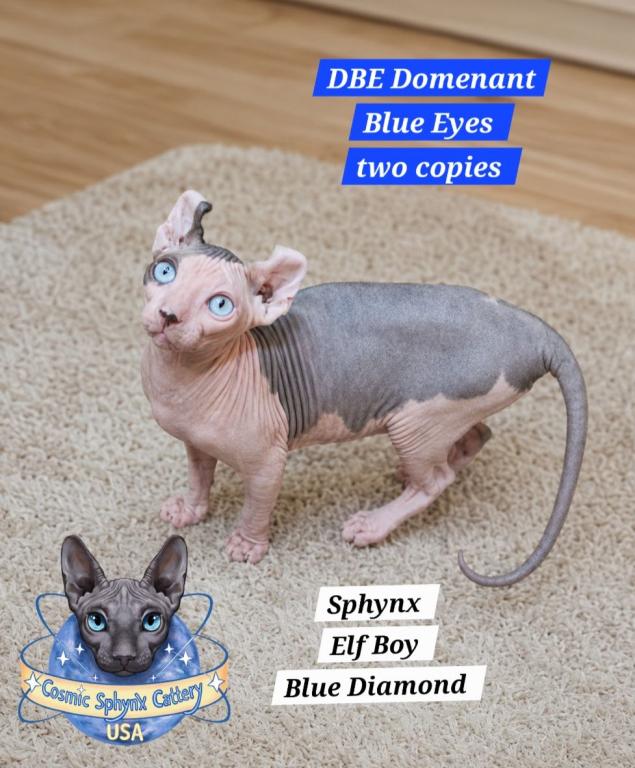 Sphynx Elf Male  TICA Breeding Rights photo 1