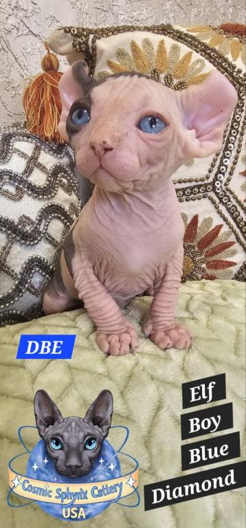 Sphynx Elf Male  TICA Breeding Rights photo 2