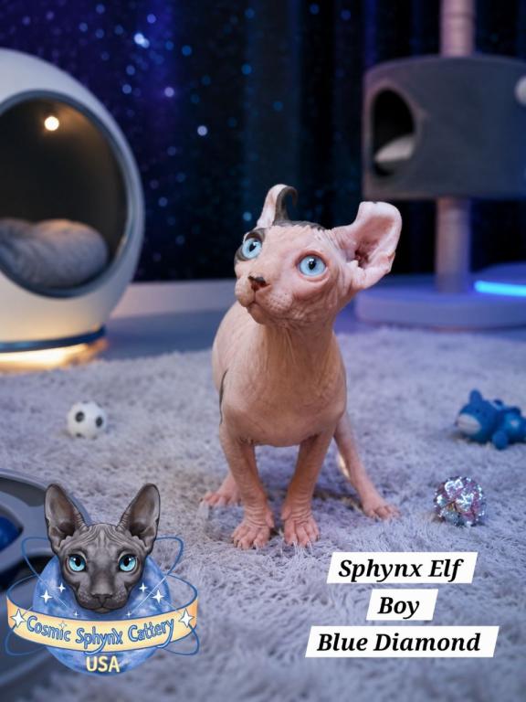 Sphynx Elf Male  TICA Breeding Rights photo 3