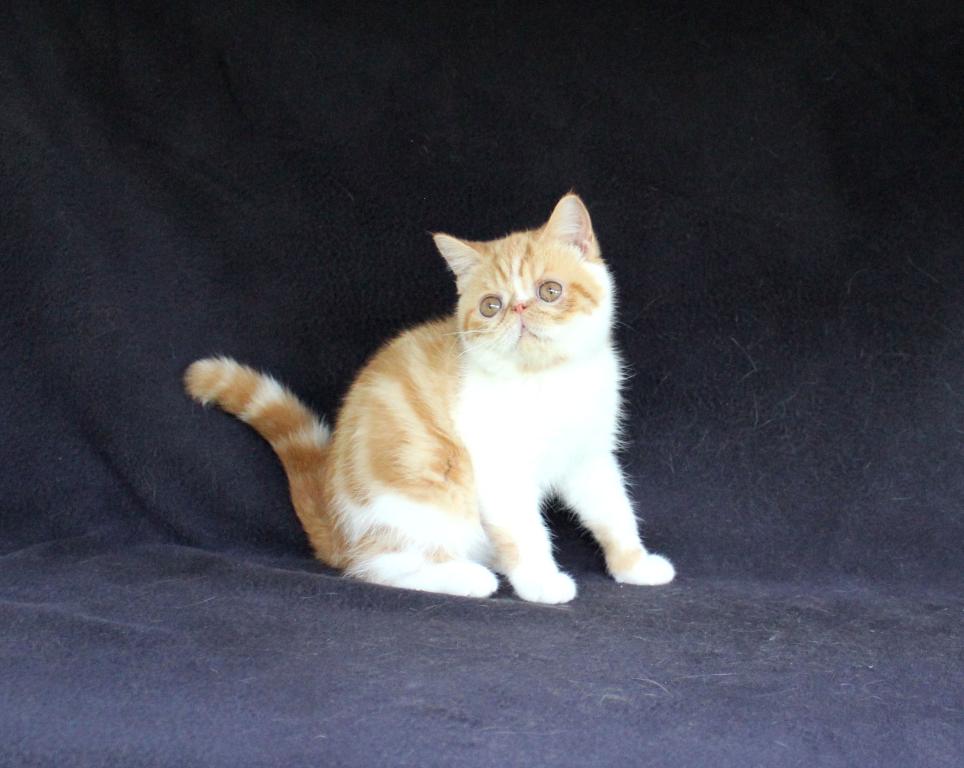 Nellie      In Virginia photo 3