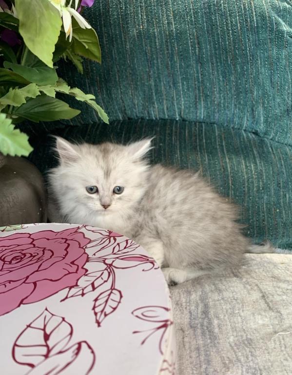Silver Kittens photo 1