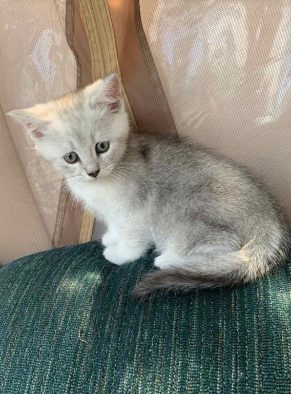 Silver Kittens photo 4