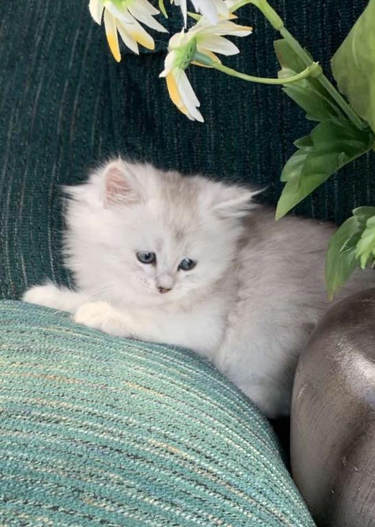 Silver Kittens photo 3