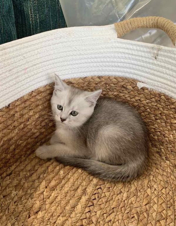 Silver Kittens photo 2