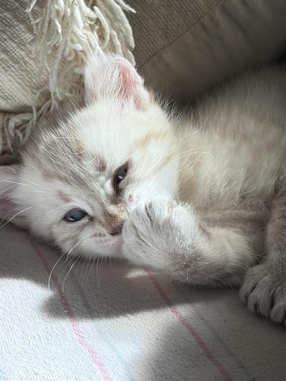 Jangle Bengal Highland Kittens photo 7