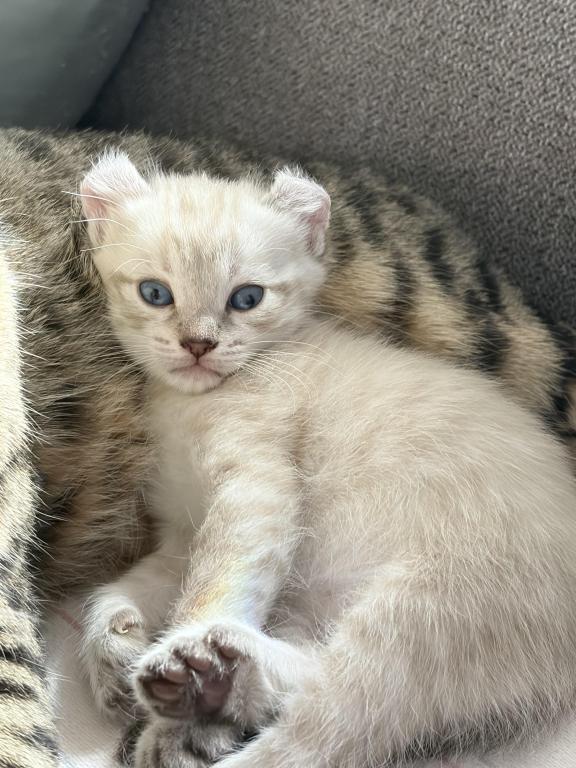 Jangle Bengal Highland Kittens photo 5