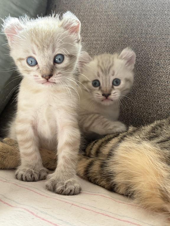 Jangle Bengal Highland Kittens