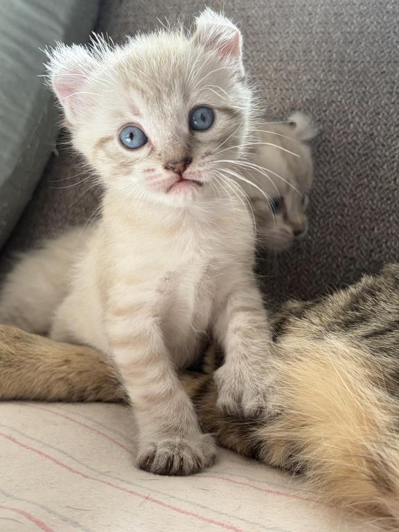 Jangle Bengal Highland Kittens photo 10