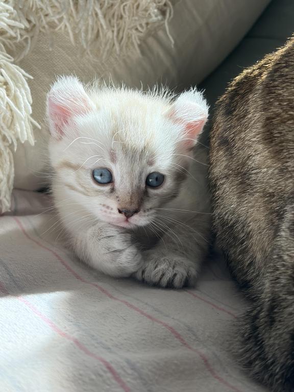 Jangle Bengal Highland Kittens photo 4