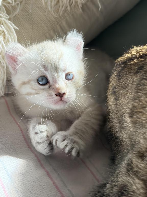 Jangle Bengal Highland Kittens photo 8