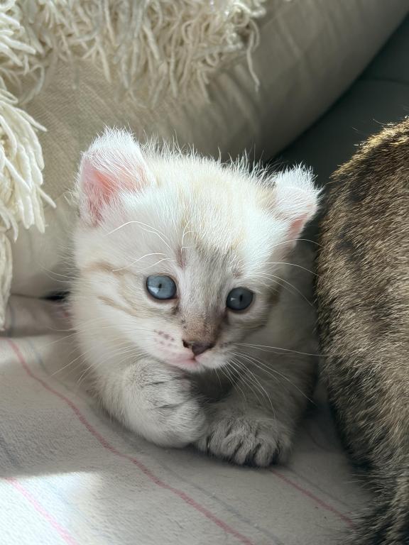 Jangle Bengal Highland Kittens photo 9
