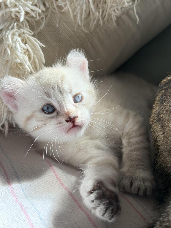 Jangle Bengal Highland Kittens photo 6