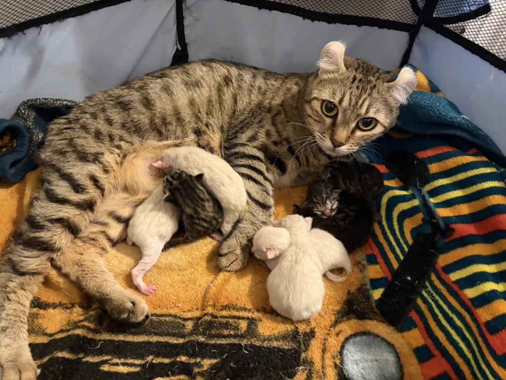 Jangle Bengal Highland Kittens