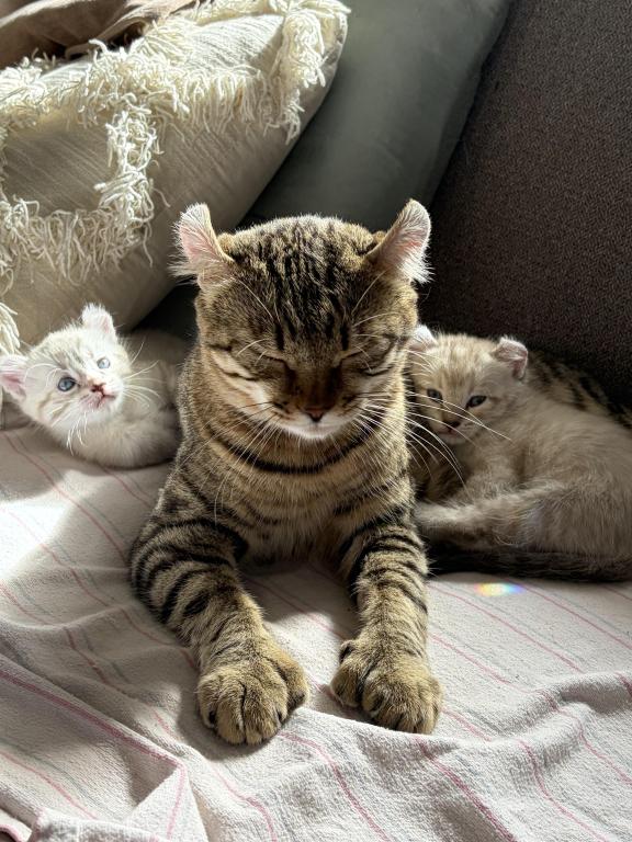 Jangle Bengal Highland Kittens photo 3