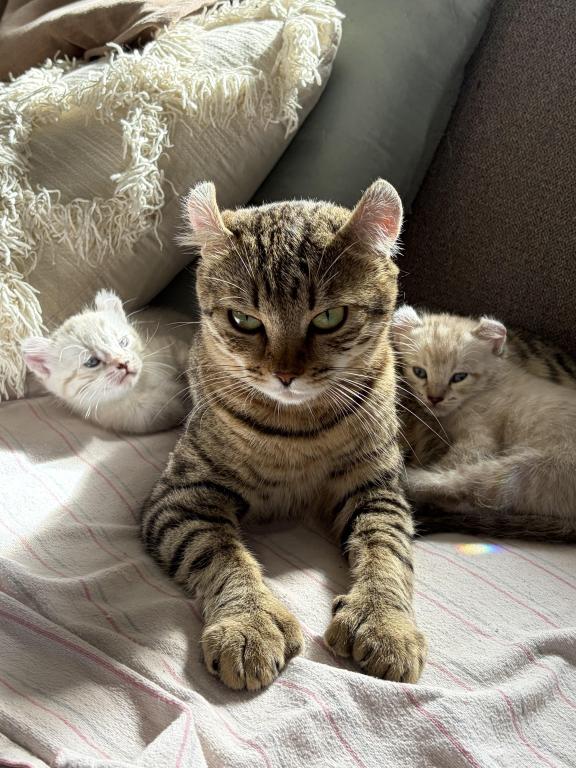 Jangle Bengal Highland Kittens photo 2