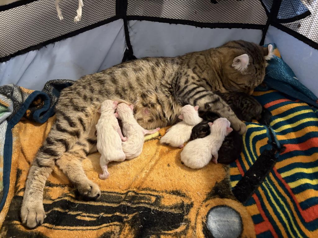 Jangle Bengal Highland Kittens photo 2