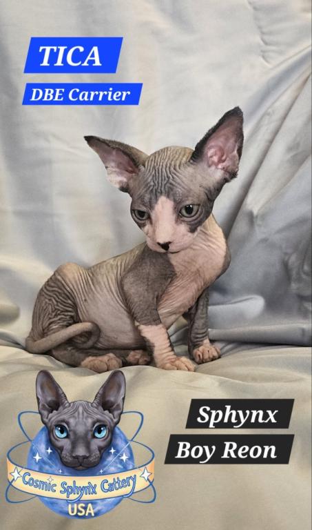 Sphynx Boy Reon TICA CFA  Breeding Rights photo 7