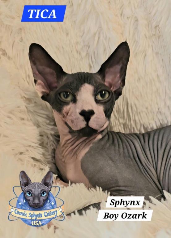 Sphynx Boy Reon TICA CFA  Breeding Rights photo 3