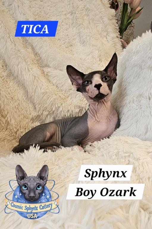 Sphynx Boy Reon TICA CFA  Breeding Rights photo 2